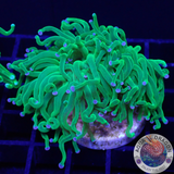 Euphyllia glabrescens „Blueberry“ WYSIWYG