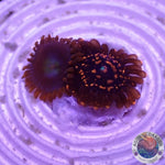 Krustenanemonen „Illuminati Friend“ WYSIWYG „AD Special“