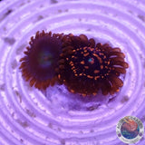 Krustenanemonen „Illuminati Friend“ WYSIWYG „AD Special“