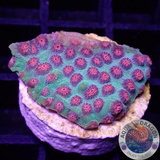 Cyphastrea spp. „Alien Pox“ WYSIWYG „AD Special“