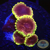 Krustenanemonen „Mesosphere“ WYSIWYG