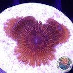 Krustenanemonen „Nightmare“