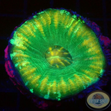 Homophyllia australis „Golden Apple“ WYSIWYG