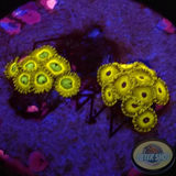 Krustenanemonen „Hornet Pikachu“ WYSIWYG „AD Special“