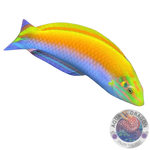 Halichoeres leucoxanthus „Indischer Kanarien Lippfisch“