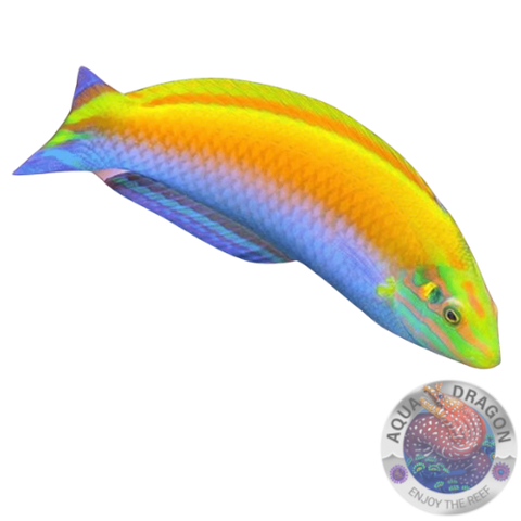Halichoeres leucoxanthus „Indischer Kanarien Lippfisch“