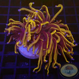Euphyllia glabrescens „Goldy“ WYSIWYG „AD Special“