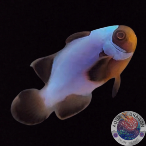 Amphiprion biaculeatus „ Ultra Lightning Maroon Clownfish“ Nachzucht WYSIWYG