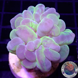 Plerogyra sinuosa „Bubble Splash“ „AD Special“