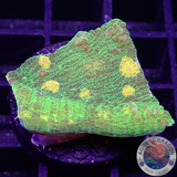 Echinophyllia spp. „Space Invader“