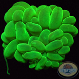 Plerogyra sinuosa „Wabbel Bubble“ WYSIWYG