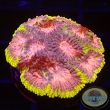 Favia spp. „Tranquility“ WYSIWYG