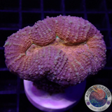 Lobophyllia spp. „Golden Pumpkin“ WYSIWYG