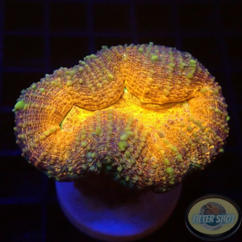 Lobophyllia spp. „Golden Pumpkin“ WYSIWYG