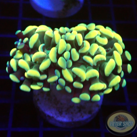 Euphyllia baliensis “Golden Nugget”
