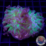 Eiphyllia paraancora „Sticky Fingers“ AD Special
