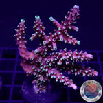 Acropora natalensis 🐉 “Dragon Breath” WYSIWYG “AD Special”