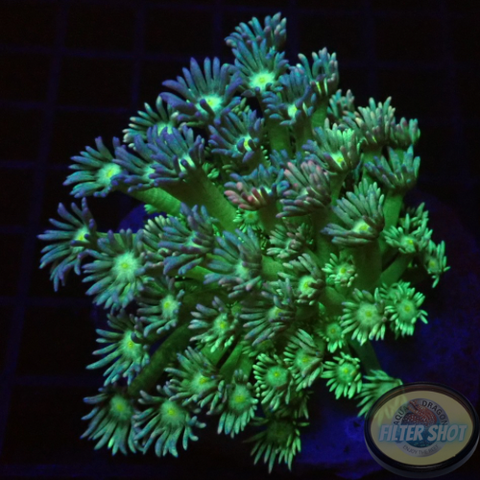 Goniopora spp. „Grafted“ WYSIWYG „AD Special“