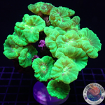 Caulastraea spp. „Kryptonite“ WYSIWYG