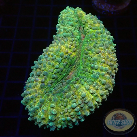 Lobophyllia spp. „Posh“ WYSIWYG „AD Special“