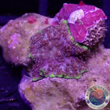Discosoma spp. „Hells Angel“