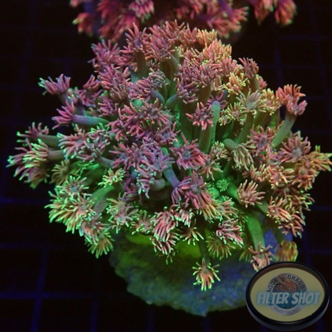 Goniopora spp. „Rainbow“ WYSIWYG