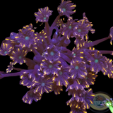 Clavularia spp. „Fireworks“ WYSIWYG