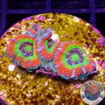 Micromussa amakusensis „Holy Grail“ WYSIWYG