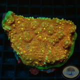 Echinophyllia spp. „Gold Eye Croc“ WYSIWYG „AD Special“
