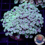 Goniopora spp. „Purple Heart“ WYSIWYG „AD Special“
