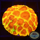 Favia spp. „Chemical Warfare“ WYSIWYG