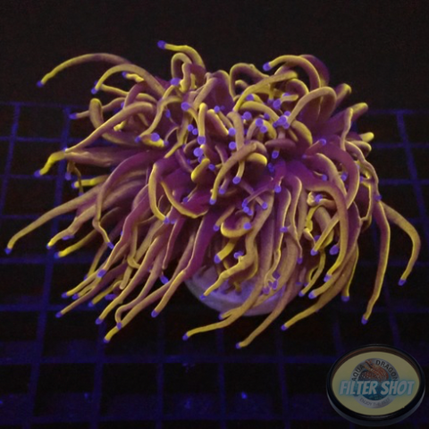 Euphyllia glabrescens „Goldy“ AD Special