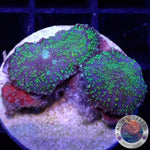 Rhodactis spp. „Toxic Snowflake“ WYSIWYG