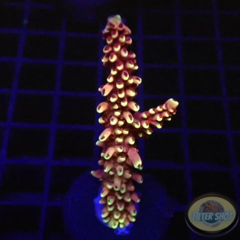 Acropora natalensis 🐉 “Dragon Breath” AD Special