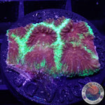 Favia spp. „Christmas“