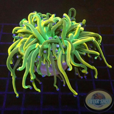 Euphyllia glabrescens “Holy Rapunzel” WYSIWYG