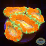 Micromussa spp. „Rainbow Heart“
