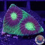 Favia spp. „Melmac“