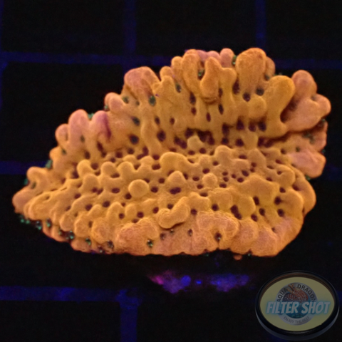 Montipora palawanensis „Flaming Phoenix“