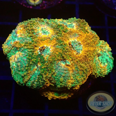 Acanthastrea echinata „True Eyes“ WYSIWYG „AD Special“