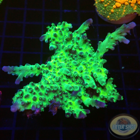 Acropora spp. „Toxic Horn“ WYSIWYG „AD Special“