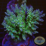 Acropora nana „Star“ WYSIWYG „AD Special“