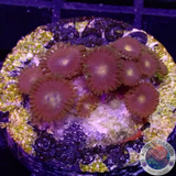 Krustenanemonen „Gorilla Nipple“