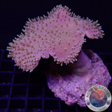 Sarcophyton spp. „Hedgehog“