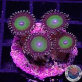 Krustenanemonen „Candy Apple G.“ WYSIWYG