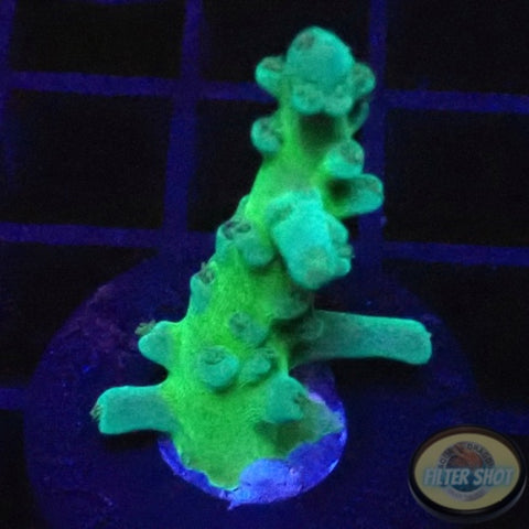 Acropora gomezi “Petrol”