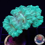 Caulastraea spp. „Mint“ WYSIWYG