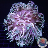 Macrodactyla doreensis WYSIWYG