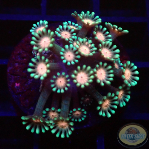 Alveopora spp. „Spring Flower“