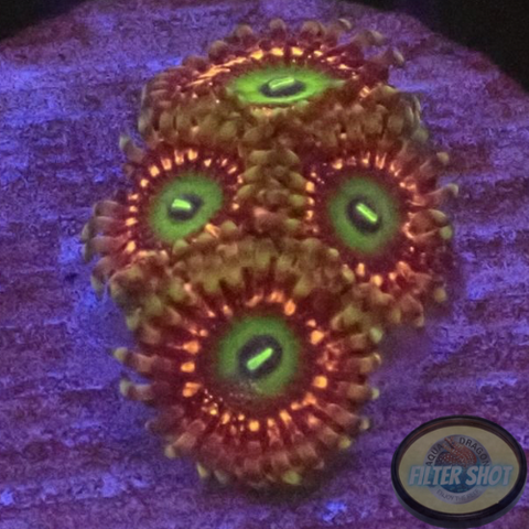 Krustenanemonen „YNI“ WYSIWYG „AD Special“